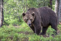 Niedźwiedzie w Tatrach budzą się z zimowego snu. Mogą zagrażać ludziom