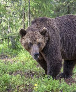 Niedźwiedzie w Tatrach budzą się z zimowego snu. Mogą zagrażać ludziom