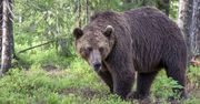 Niedźwiedzie w Tatrach budzą się z zimowego snu. Mogą zagrażać ludziom