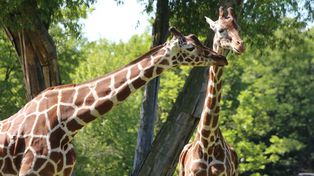 Chorzów: Śląskie zoo zaprasza na "Dzień Lasu". Czekają atrakcje i niespodzianki, karmienie zwierzaków i wspólne sadzenie drzew