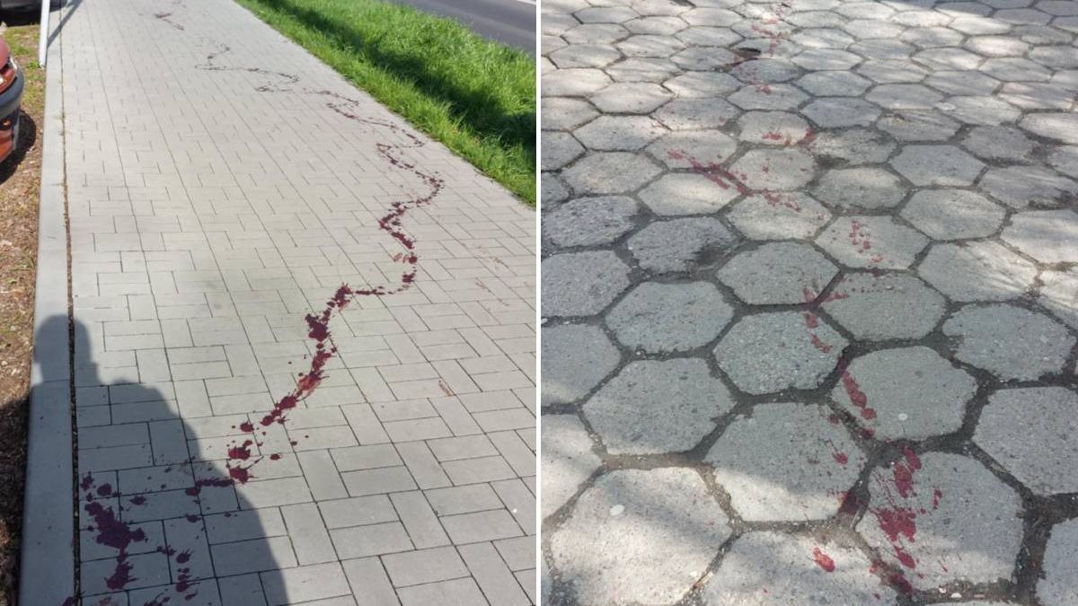 Krew rannej sarny na chodnikach na terenie LSM w Lublinie