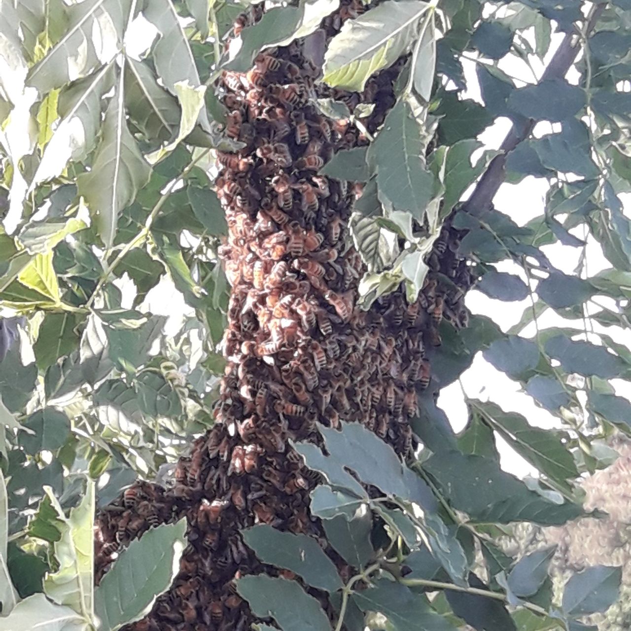 Na malutkiej akacji siedział rój pszczół 