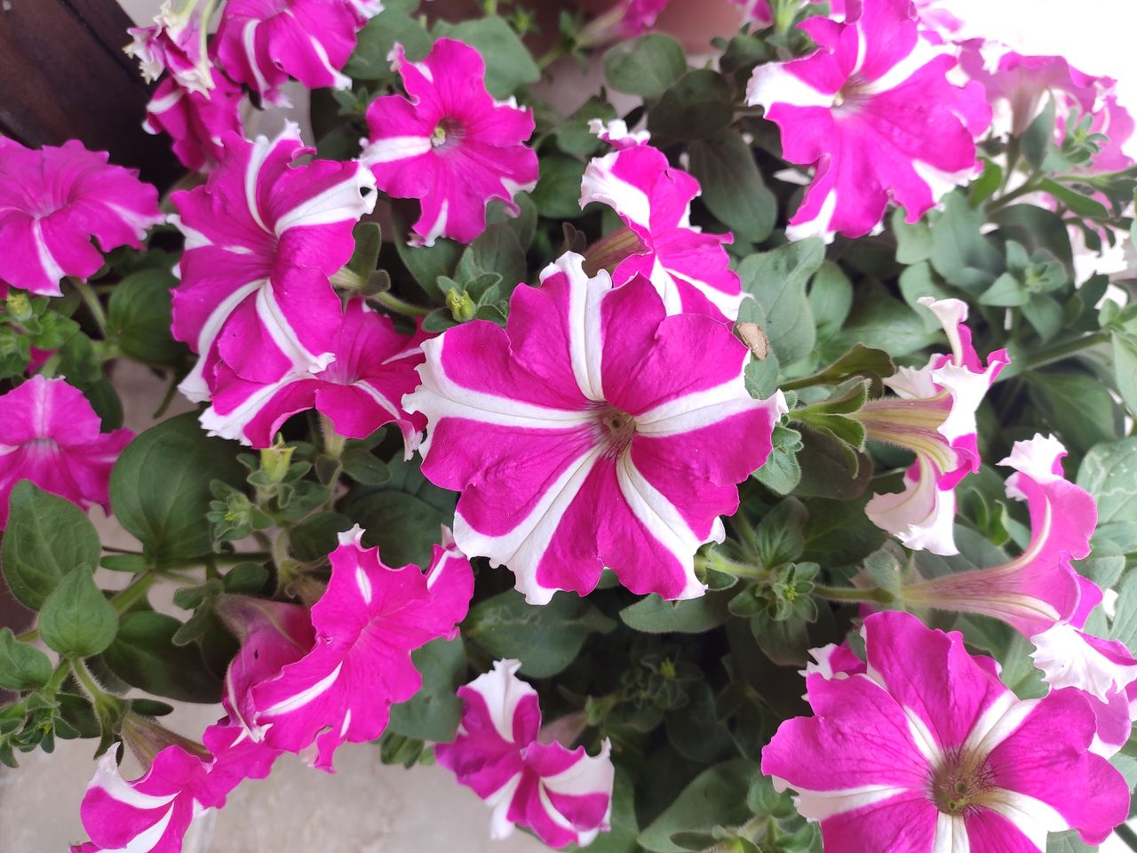 Petunias will adorn gardens and balconies for several months