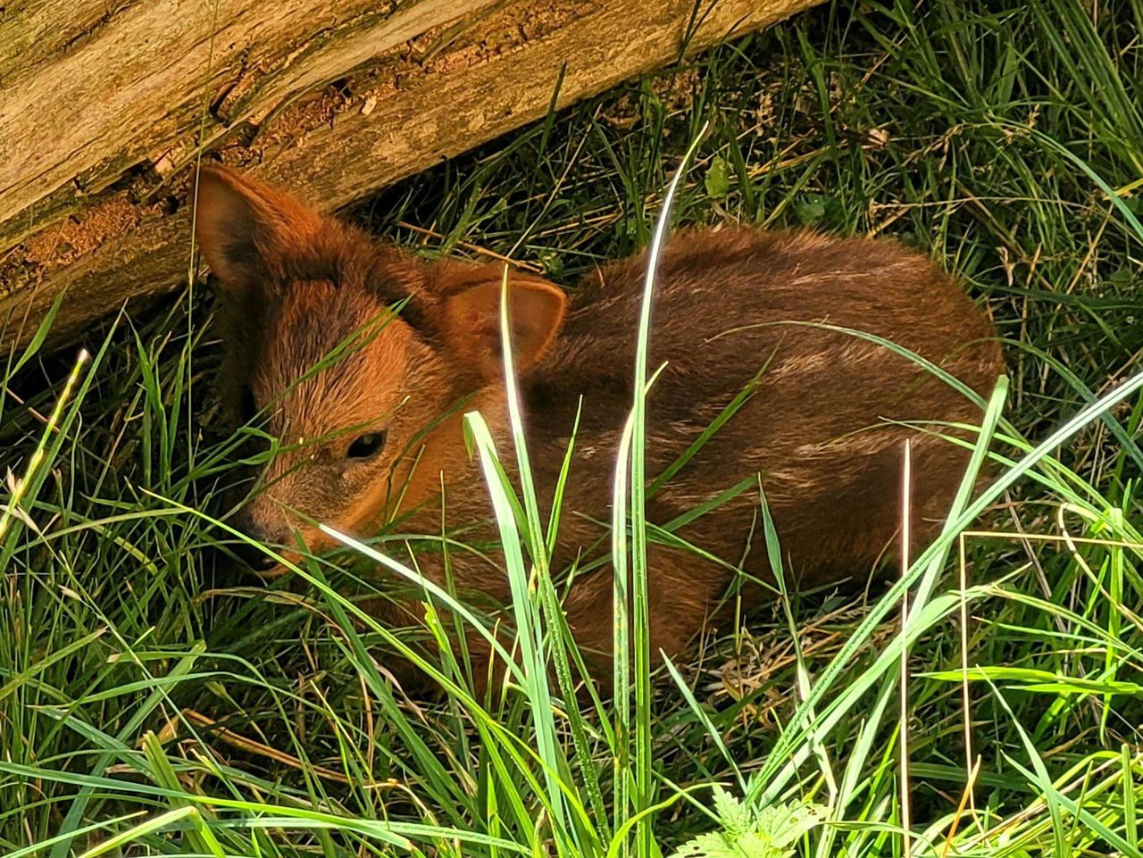 Nowy mieszkaniec warszawskiego ZOO. To drugi najmniejszy jelonek świata