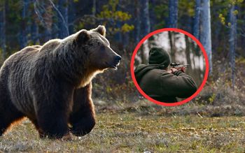Niedźwiedzie "nie wychodzą ze wsi". Zgoda na odstrzał w Bieszczadach. Leśnik tłumaczy