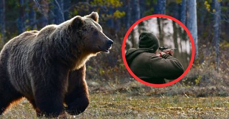 Niedźwiedzie "nie wychodzą ze wsi". Zgoda na odstrzał w Bieszczadach. Leśnik tłumaczy