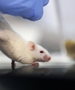 Ukraińscy badacze testują w Polsce szczepionkę przeciw COVID-19