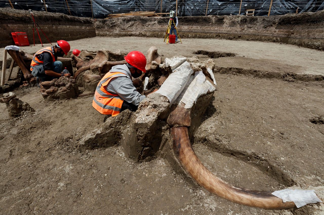 Niesamowite zdjęcia. Bardzo dobrze zachowane kości mamutów znalezione w Meksyku