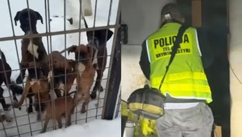 "Żywe kościotrupy". Wstrząsająca interwencja w pseudohodowli