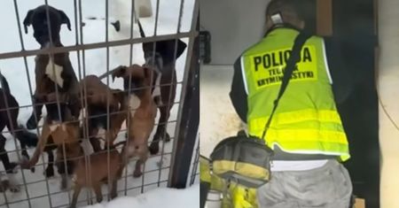 "Żywe kościotrupy". Wstrząsająca interwencja w pseudohodowli