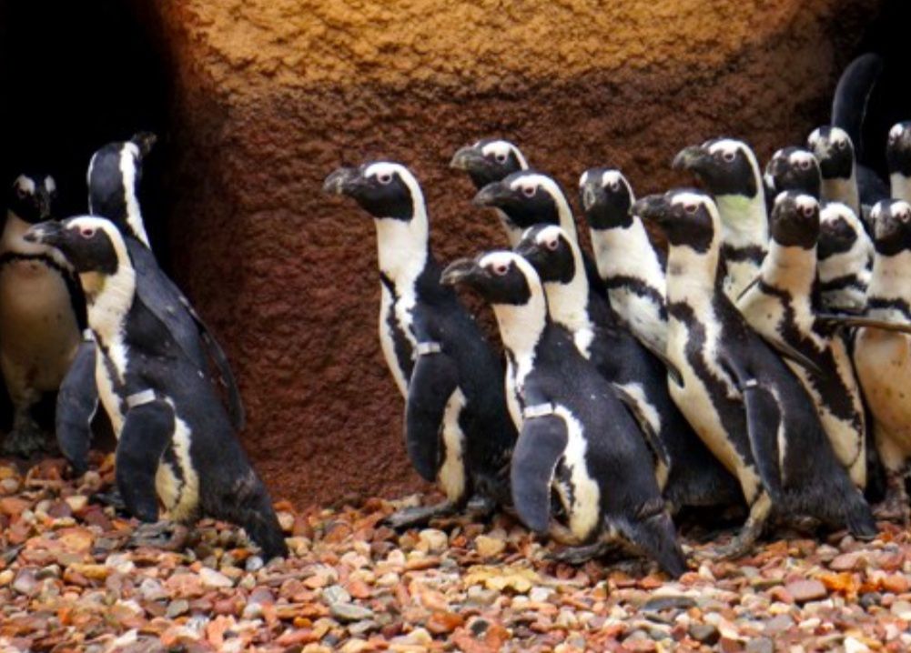 Wrocław. Meleksem po zoo. Nogi nikogo nie zabolą