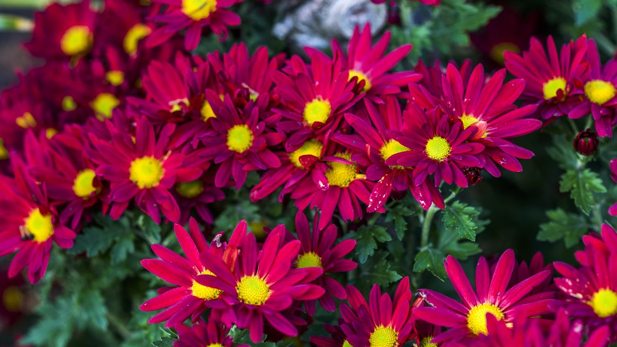 Chryzantema dalmatyńska odstrasza kleszcze