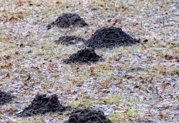 Zamiast do pieczenia użyj w ogrodzie. Krety nawet się nie zbliżą