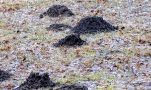 Zamiast do pieczenia użyj w ogrodzie. Krety nawet się nie zbliżą