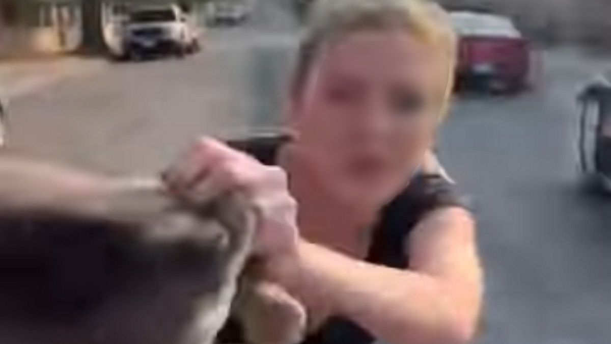 pies szczeniak zwierze