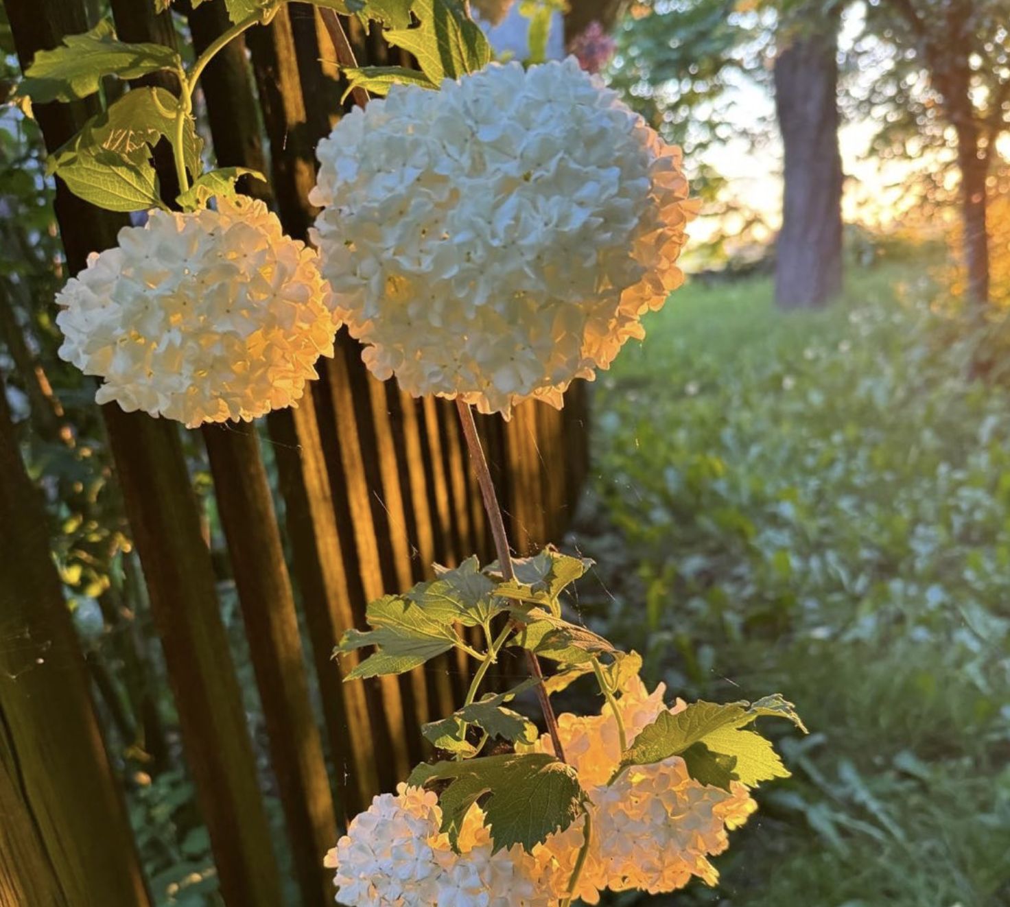 Mieczysław Szcześniak w przydomowym ogrodzie uprawia rośliny