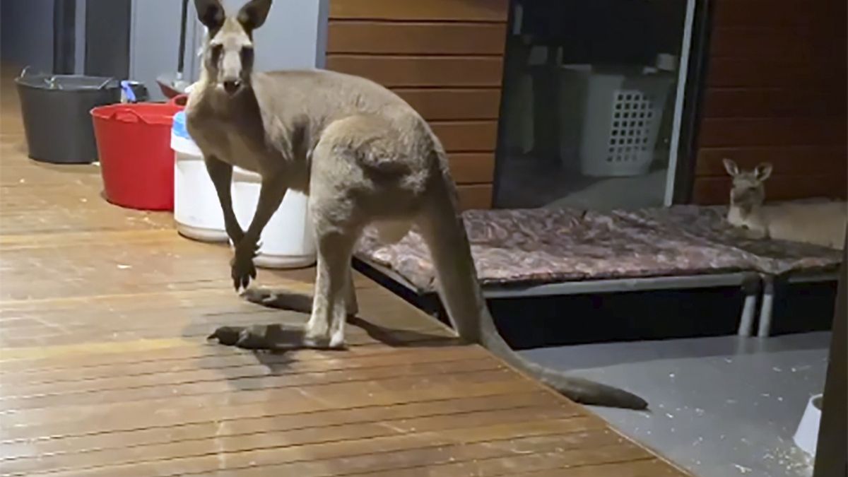 Mieszkankę Australii odwiedził przed domem dziki kangur