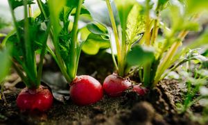 Rzodkiewki nie siej w tym terminie. Zbiory będą marne