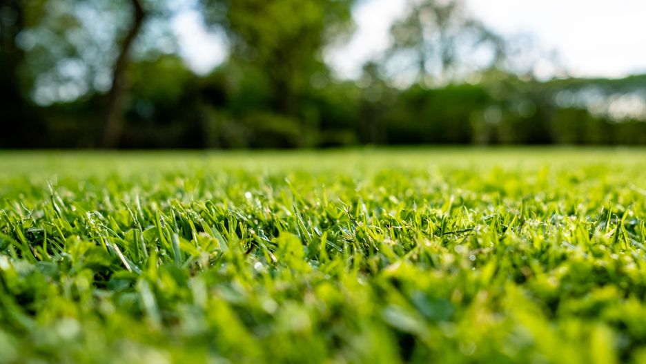 NICK BEER
agriculture, back yard, back yard garden, background, backyard landscape, beautiful, blades, concept, day, fertilizer, field, football, fresh, front garden, gardens, grass blade, grass feed, green, green grass, growth, landscape, lawn, lawn care, leaf, lush, lush garden, lush green, lush lawn, meadow, natural, nature, ornamental grass isolated, outdoor, outdoors, park, pattern, plant, season, sky, smooth, soil, space, spring, summer, summer garden background, summer gardens, turf, turfgrass, white, yard