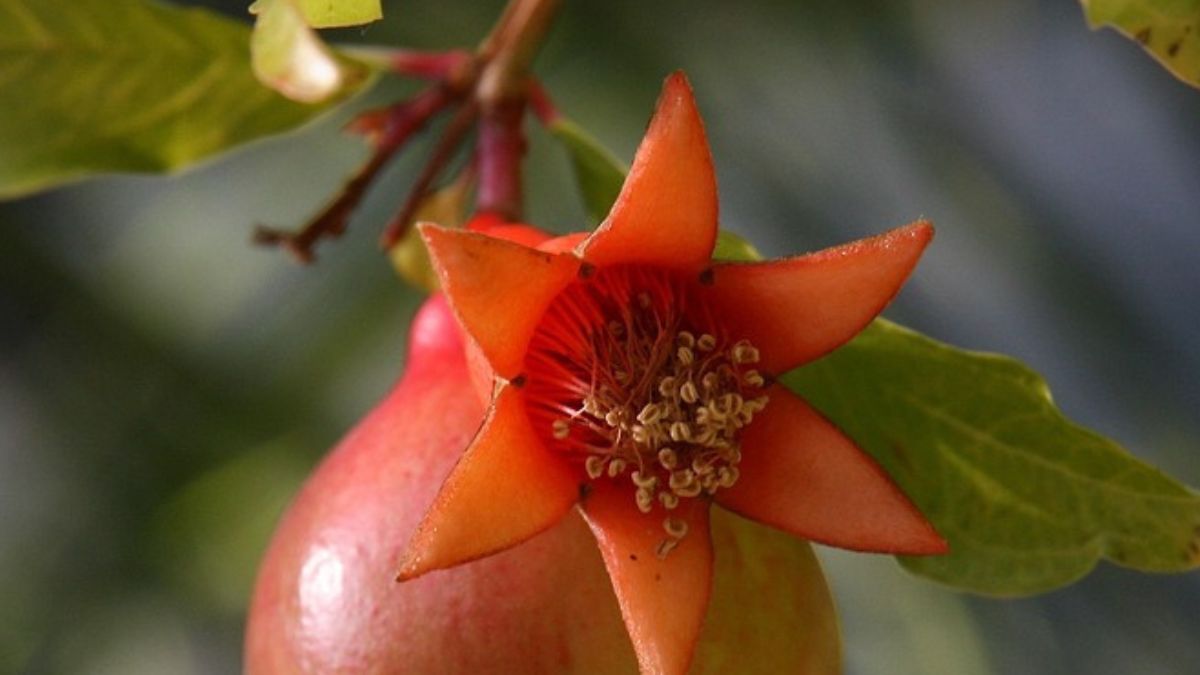 "Rajskie owoce" są bogate m.in. w polifenole