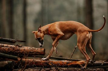 Mieszkańcy polskiego miasta dostali alert. Tego pod żadnym pozorem nie dotykaj