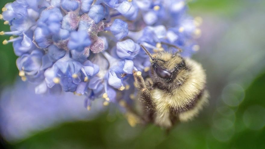 Pszczoły są symbolem wiosny. Zobacz przepiękne zdjęcia makro 1