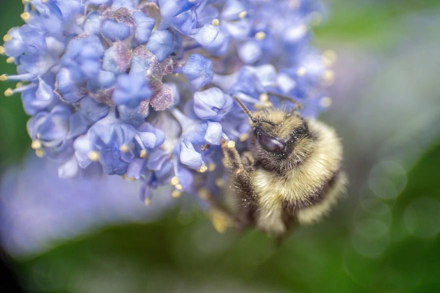 Pszczoły są symbolem wiosny. Zobacz przepiękne zdjęcia makro