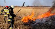 Tragiczny pożar trzcinowiska w miejscowości Harsz. Nie żyje mężczyzna