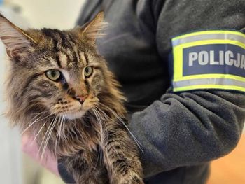 Grójec: 33-latek ukradł cennego kota. Odpowie przed sądem