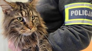 Grójec: 33-latek ukradł cennego kota. Odpowie przed sądem