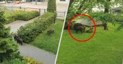 Stado dzików w centrum miasta. "Jeden rzucił się na psa"