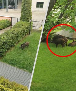 Stado dzików w centrum miasta. "Jeden rzucił się na psa"