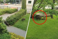 Stado dzików w centrum miasta. "Jeden rzucił się na psa"