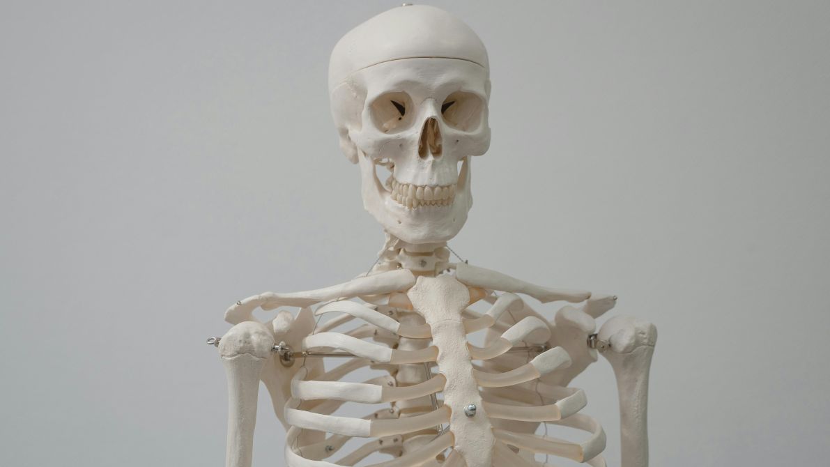 Szkielet człowieka.