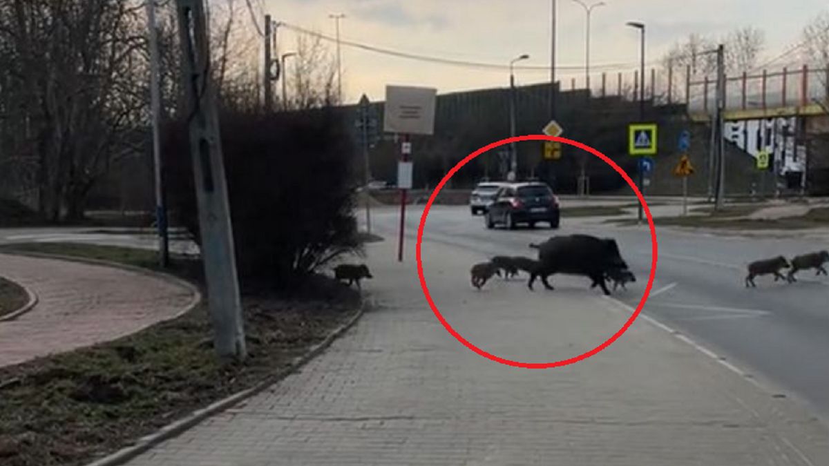 "Nie po pasach? Mandat!". Nagranie z Warszawy obiegło sieć