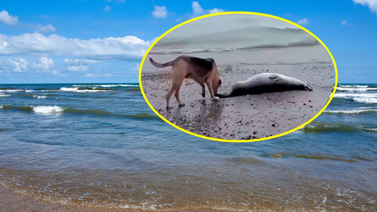 Na plaży znaleziono setki martwych fok 