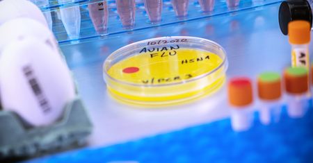 Potwierdzono grypę H5N1 u człowieka. Pierwszy przypadek w Meksyku