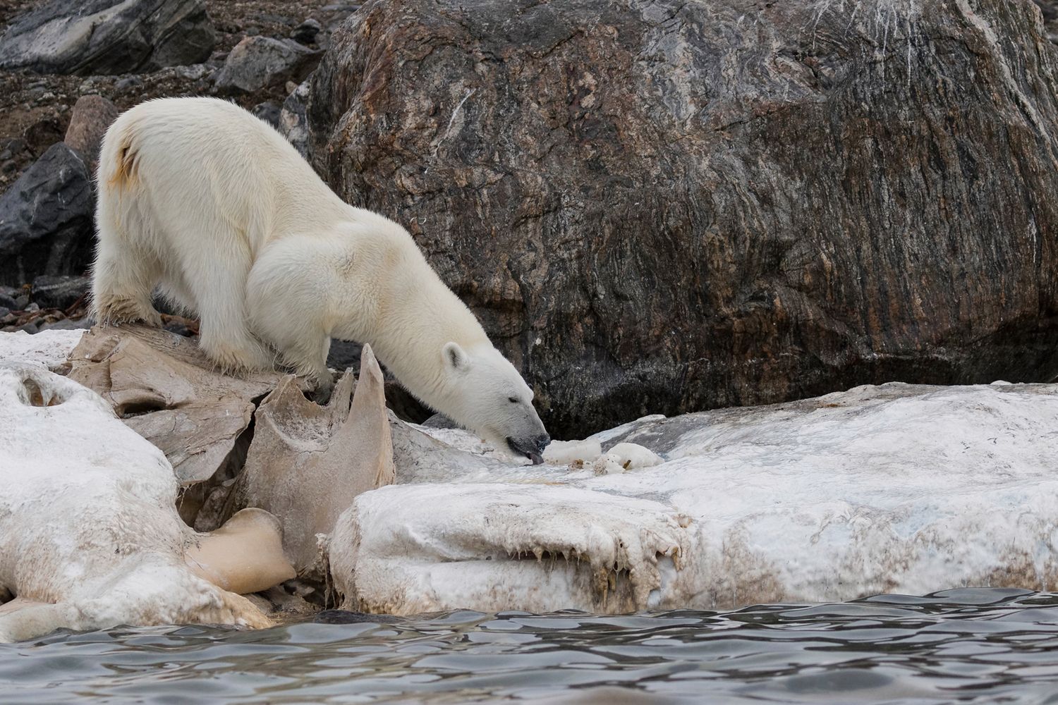 Poruszające zdjęcia niedźwiedzia polarnego próbującego zjeść plastikową torbę 3