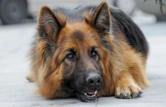 Stabilne wyniki „Komisarza Alexa 19”, serial ogląda 1,21 mln widzów