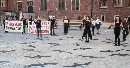 Wrocław. "Zatrzymajmy rzeź ptaków! #NiechLecą!". Protest w Rynku