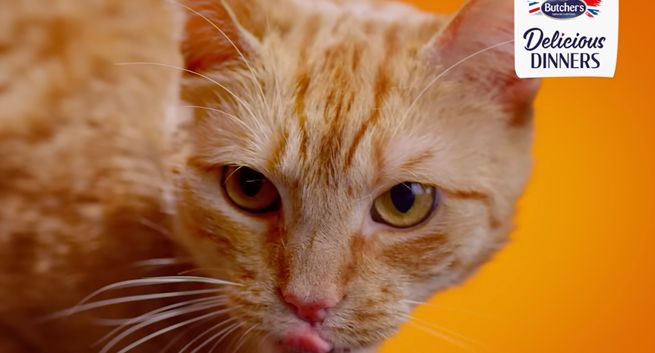 NAV agency odpowiada za kampanię Butcher’s Pet Care