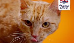 NAV agency odpowiada za kampanię Butcher’s Pet Care