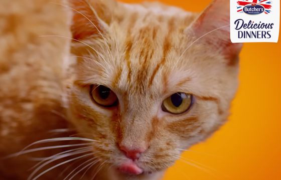 NAV agency odpowiada za kampanię Butcher’s Pet Care