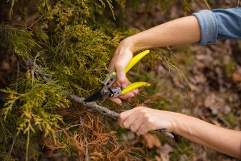 Zadbaj o tuje, zanim nadejdzie wiosna. Ważny zabieg