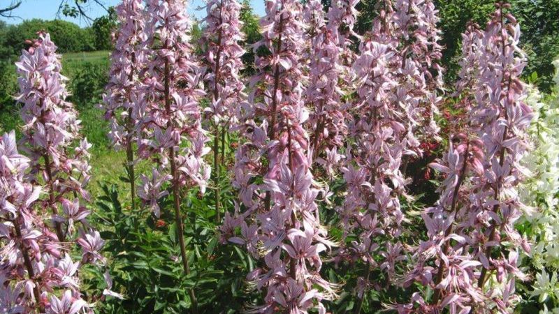 Niebezpieczny dyptam jesionolistny (krzew Mojżesza) powoduje oparzenia