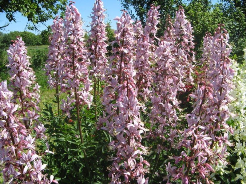 Dyptam jesionolistny - roślina, która parzy