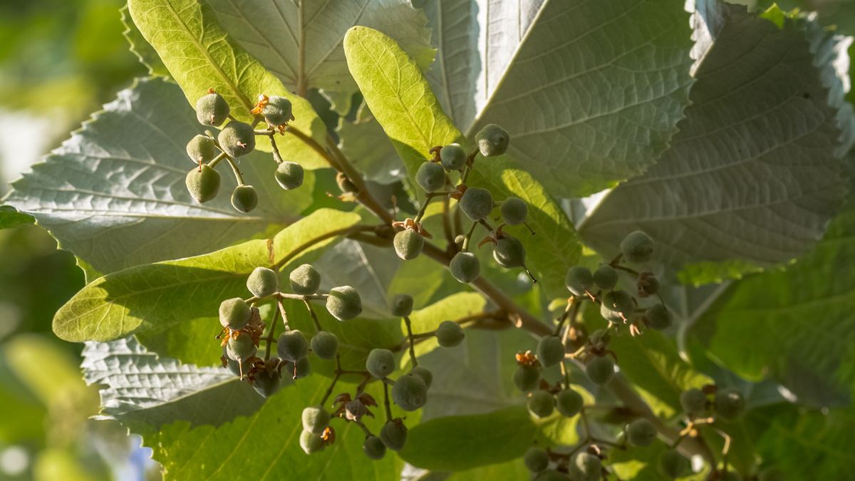 Z owoców lipy robię "polskie kapary". 
