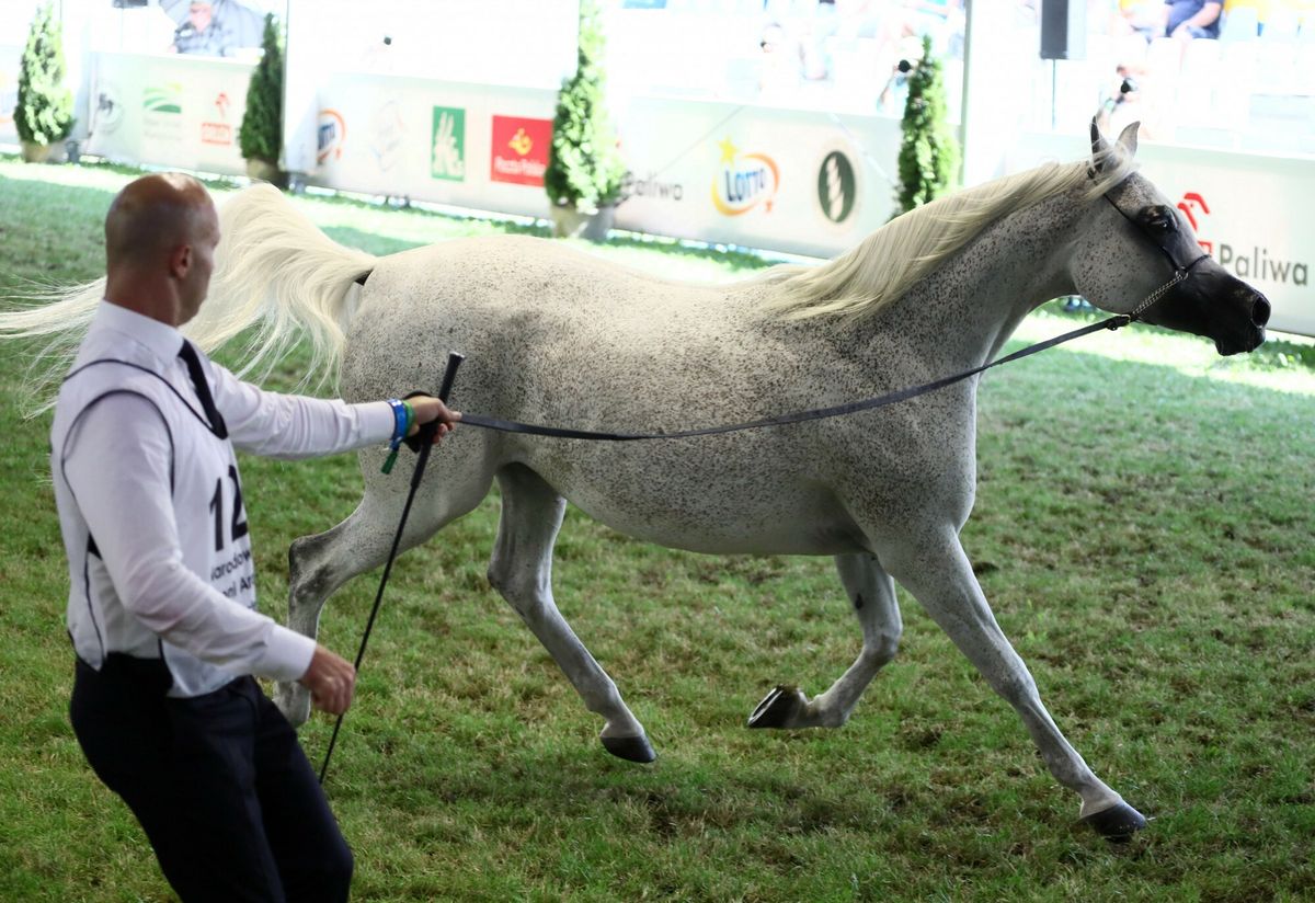 Aukcja Pride of Poland podczas pokazow koni arabskich czystej krwi, na terenie stadniny koni w Janowie Podlaskim.
Piotr Molecki