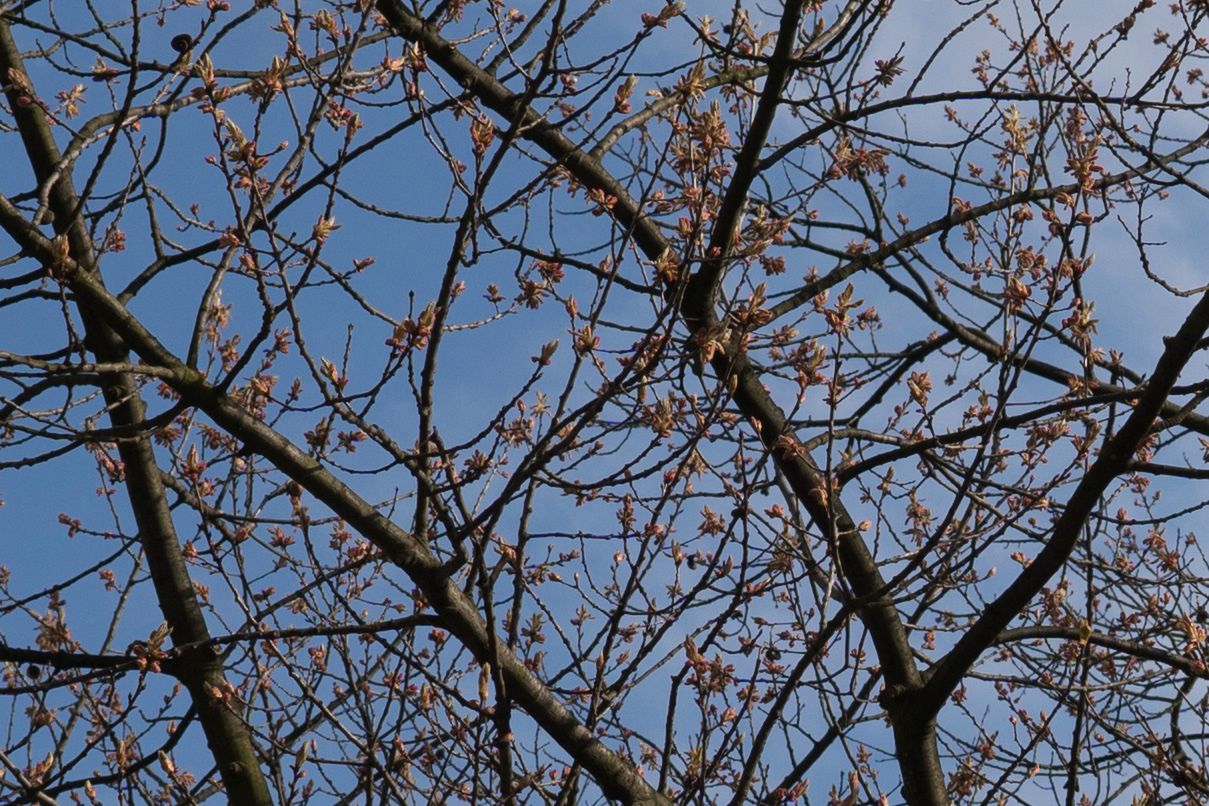 Sigma 30 mm f/1.4 DC DN - recenzja jasnego obiektywu stworzonego z myślą o bezlusterkowcach 36