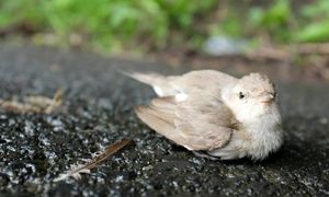 Ptaki wpadają w panikę po eksplozji fajerwerków. Stres trwa nawet 10 dni